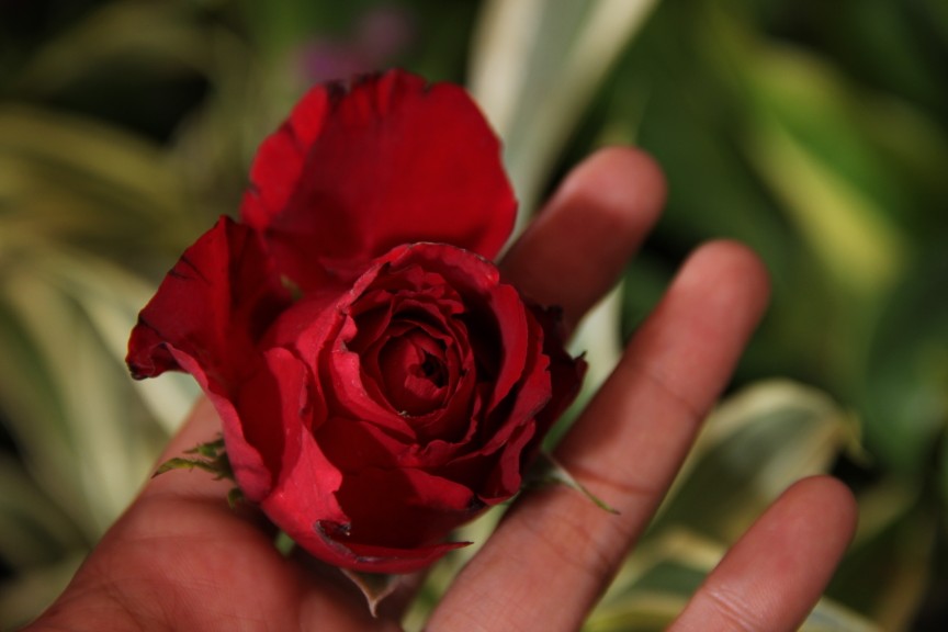 Jemuran Baju Bayi Lion Star 30 Sticks Gb 23 Hanger Folding