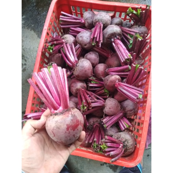 

buah bit 2 kg fresh murah