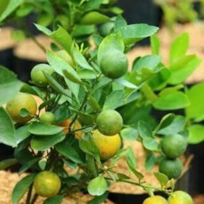 bibit jeruk limau/limo berbuah-pohon jeruk sambal sudah berbuah