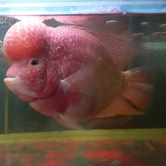 Ikan Louhan Golden Base (GB)