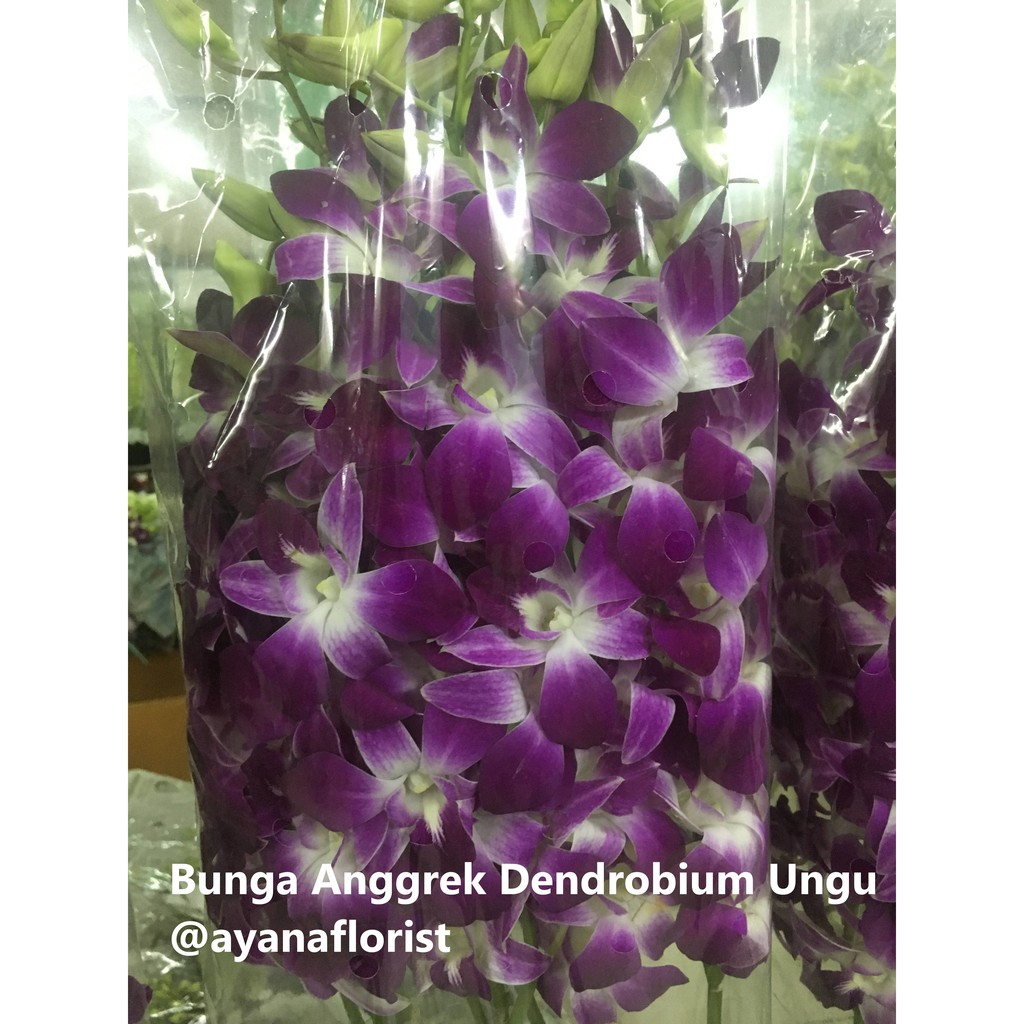  Bunga  Anggrek  Dendrobium  Premium Asli Putih Ungu Fresh 