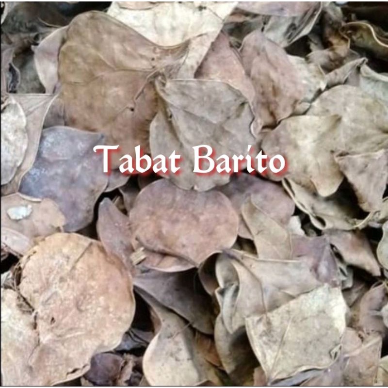 

Tabat Barito 500gr - Daun Tabat Barito kering