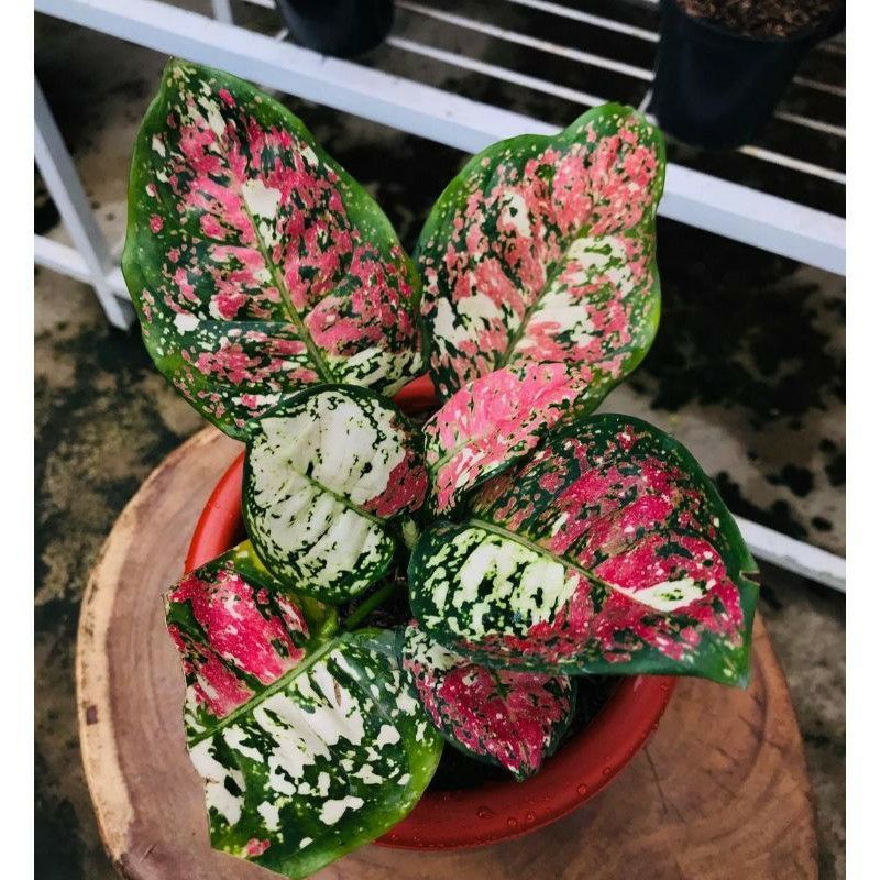 promo aglonema tricolour anakan