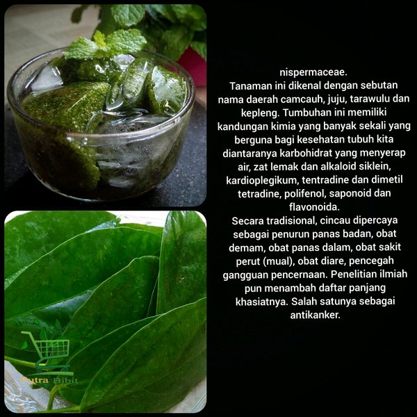 

Daun cincau - Daun cingcau - Daun herbal - 500gram kondisi segar