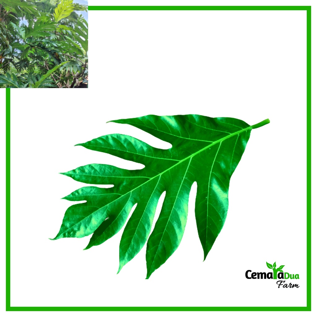 

Daun Sukun Segar Obat Herbal Anti Diabetes