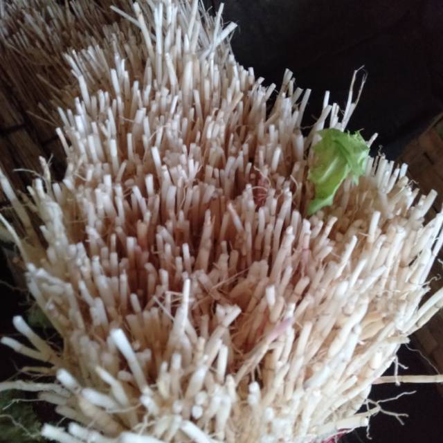 

Akar Alang-alang sayur minim order 2 ikat @ 500 gram