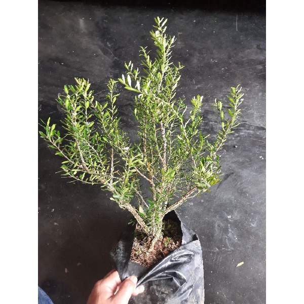 Bibit Bonsai Boksus/Boxus