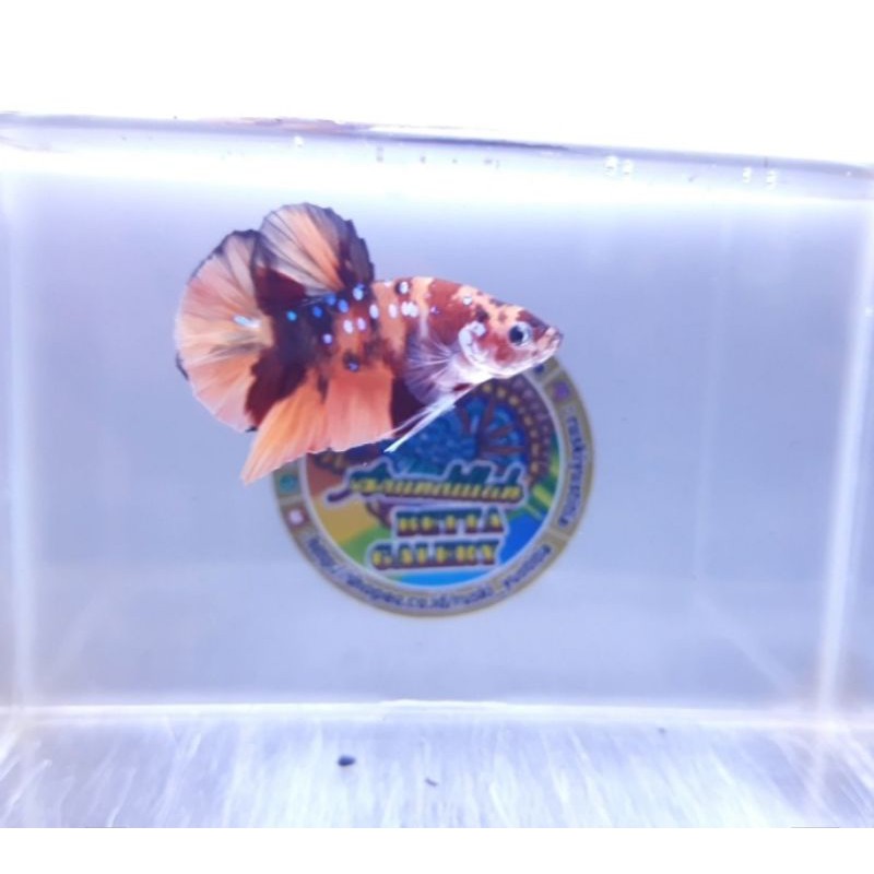 Ikan Cupang Hias Sepasang Nemo Galaxy ( Nice Color )