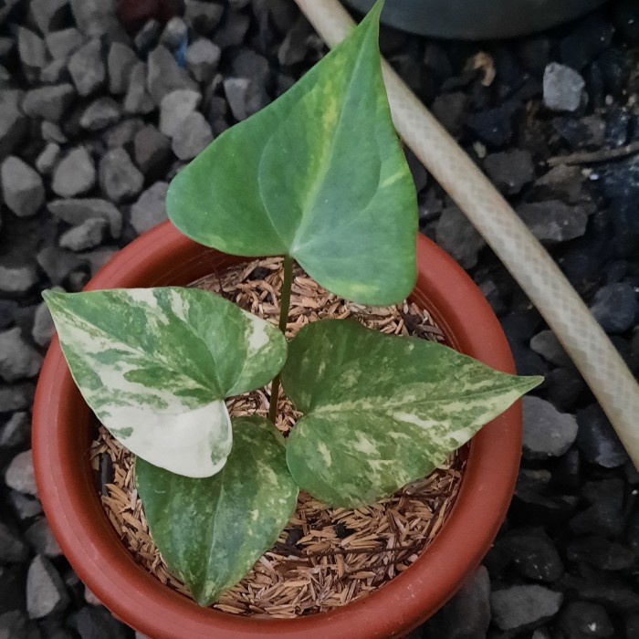 Anthurium Pterodactyl Variegata
