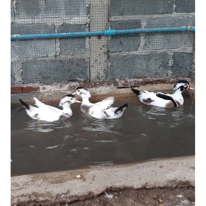 

telur bebek hias kayu pied