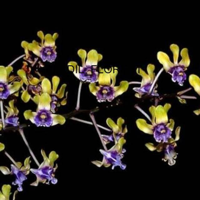 Anggrek dendrobium besi/Anggrek Papua FADIL_FLOREST