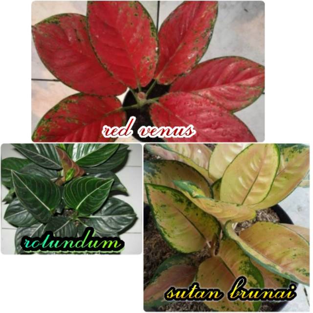 Paket 3 Bibit Bunga Aglonema RED VENUS-ROTUNDUM-SUTAN BRUNAI