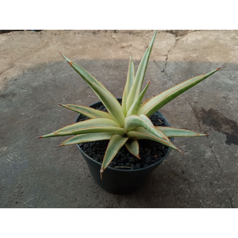 sansevieria gracilis variegata