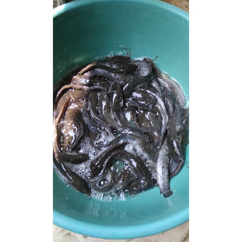 

ikan lele , mas , mujair , nila , bawal 500/650 gram hidup