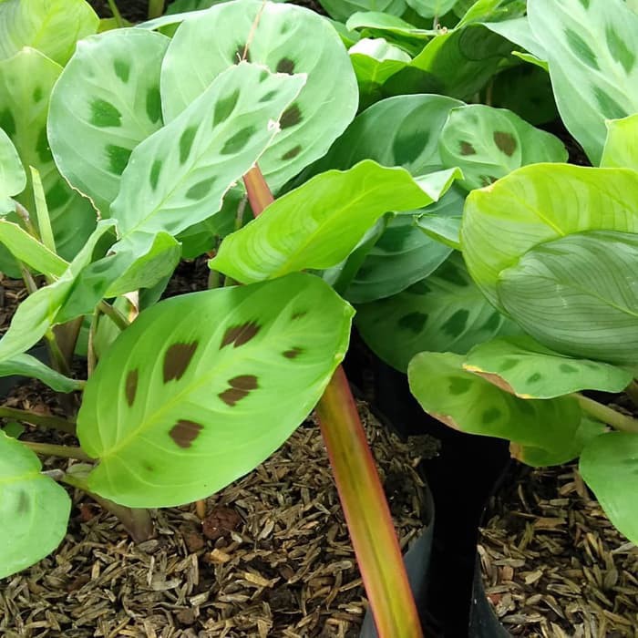 Tanaman Hias Kalatea Chalatea Macan