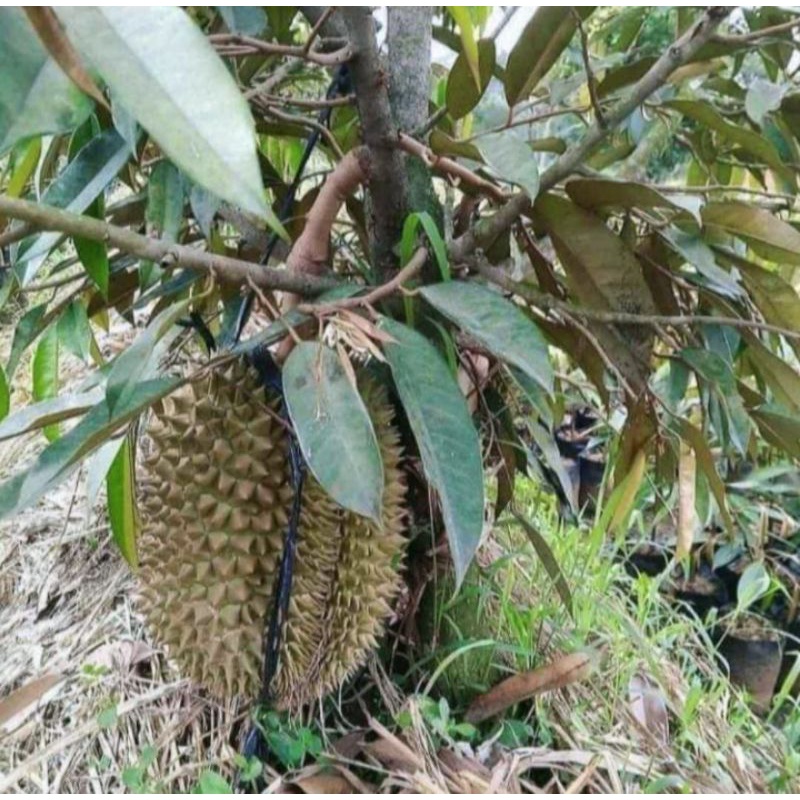 BIBIT BUAH DURIAN MUSANGKING KAKI 3 ( CEPAT BERBUAH )