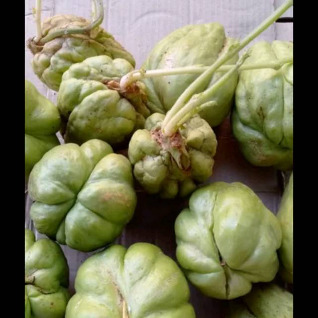Bibit labu siam/labu siam/sayur labu siam