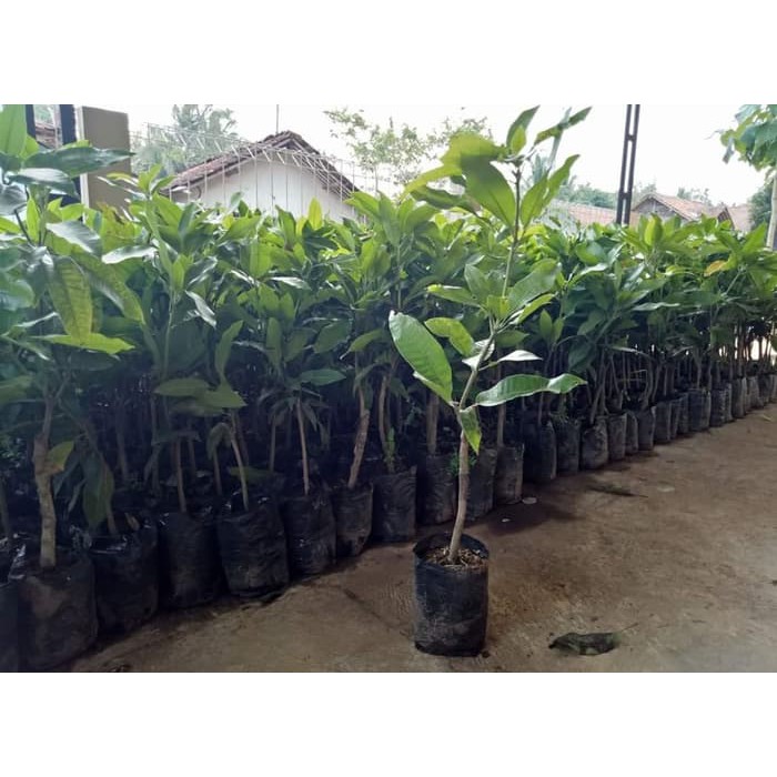 Gagasan Untuk Contoh Tanaman Hias Okulasi Bunga Hias Gagasan Untuk Contoh Tanaman Hias Okulasi Bunga Hias