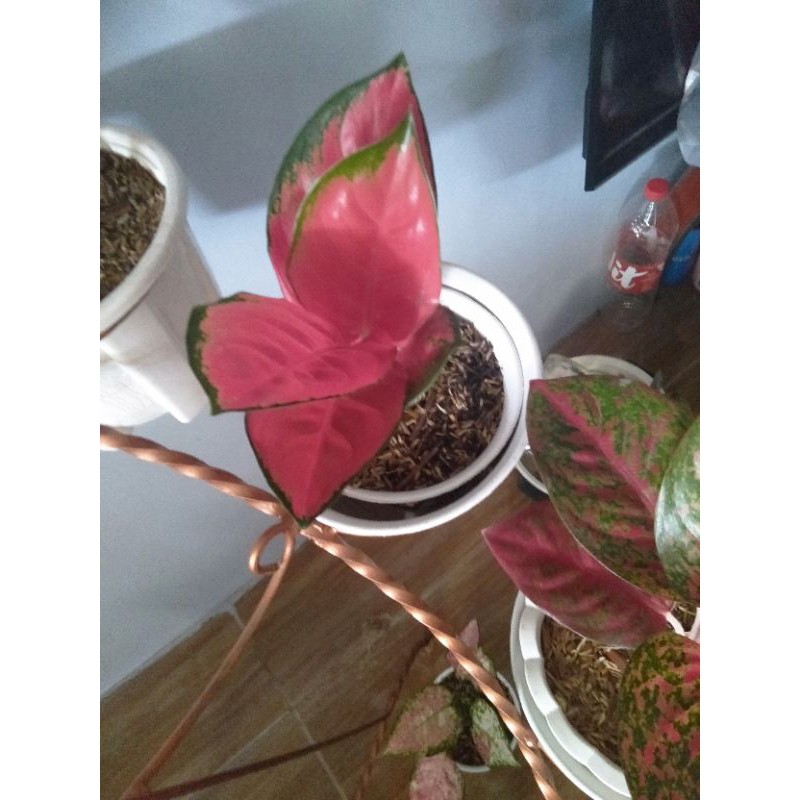 suksom jaipong rimbun size besar wana sudah merah AGLONEMA SUKSOM JAIPONG STANG PENDEK