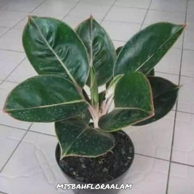 Tanaman hias aglonema flaminggo-aglonema lipstik flaminggo