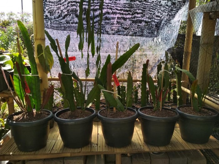 tanaman wijaya kusuma curtain call Bibit bunga besar Epiphyllum