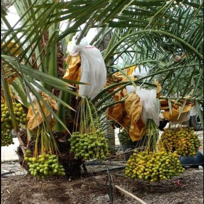 Super! Bibit Berkwalitas Bibit Buah Kurma Kl 1 Super Unggulan Unggul!