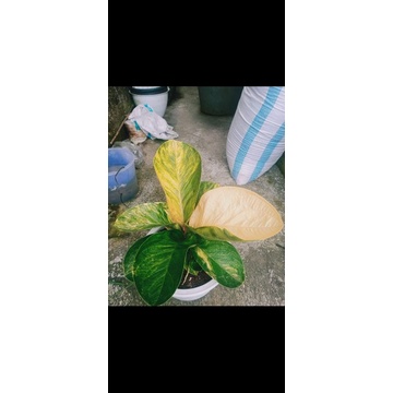 jemani tornado varigata