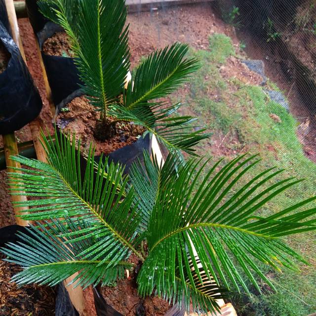 SIKAS Benih Pohon Sikas