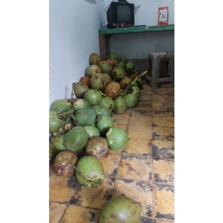 

kelapa muda