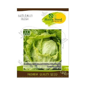 Haira seed Benih Selada Crop Crisphead Lettuce Webbs Original