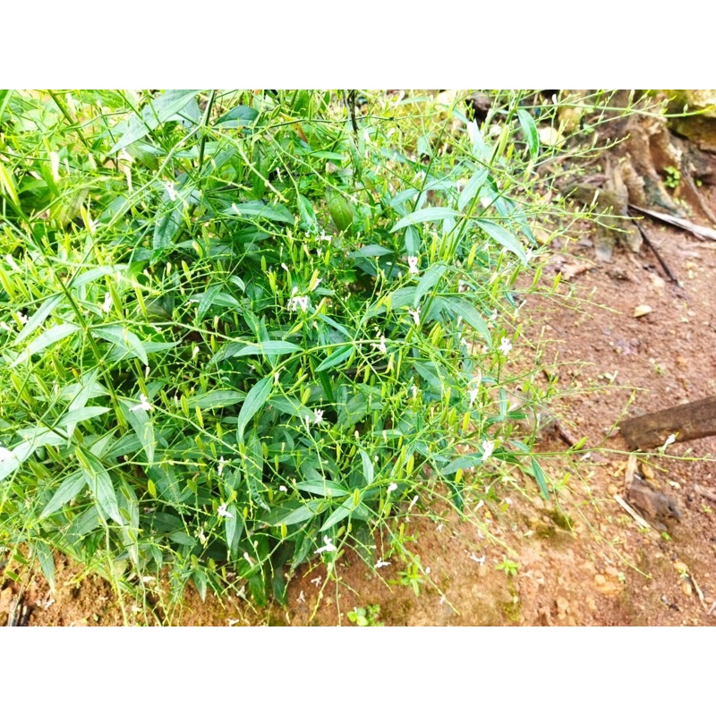 

daun sambiloto 250g