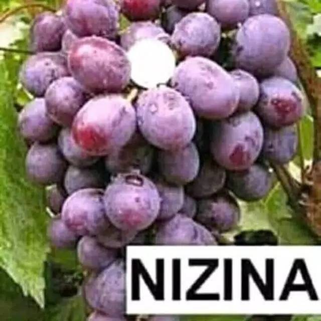Bibit Anggur Nizina IMPORT