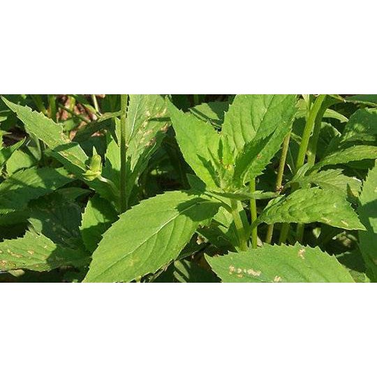 

Daun Sintrong Segar 500 gram