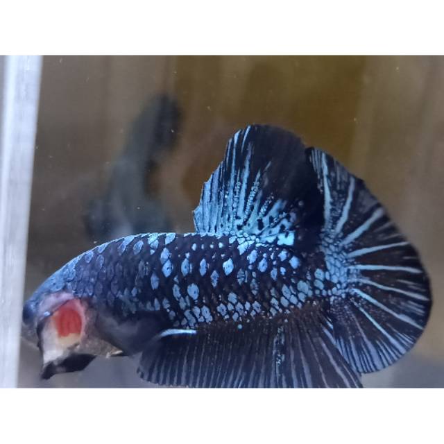 Ikan Cupang Avatar