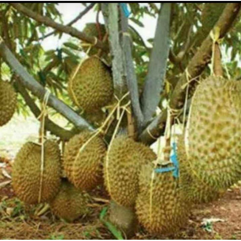 Bibit Durian Musangking Asli Malaysia