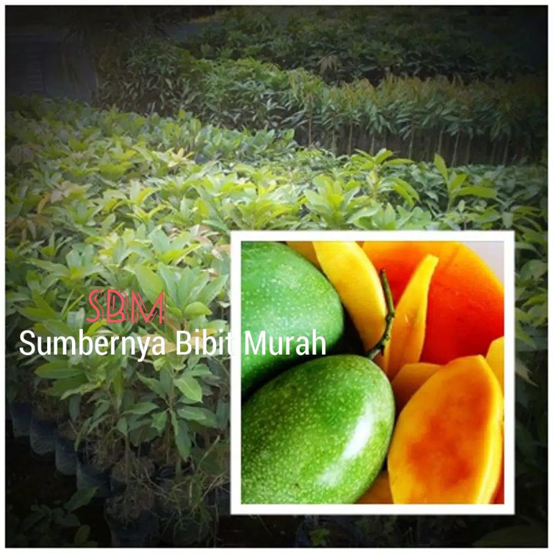 Bibit Mangga Manalagi Super Genjah