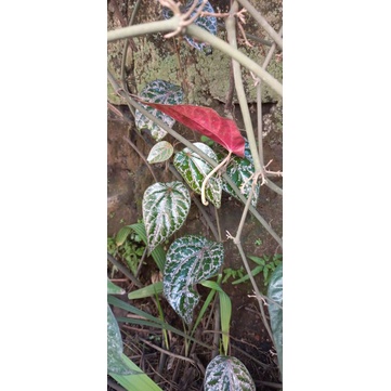 

daun sirih merah segar daun sirih sedang besar harga per lembar