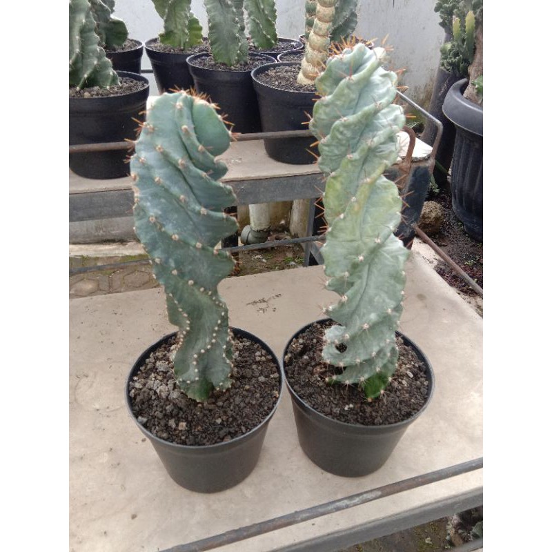 kaktus import cereus forbesi