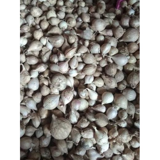 

PROMO BESAR (tuy-713) Bawang Putih Tunggal / Lanang LOKAL 250 Gram