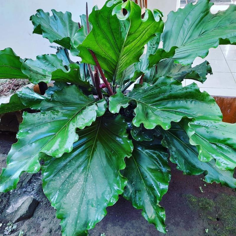 Tanaman Anturium gelombang cinta - ukuran besar