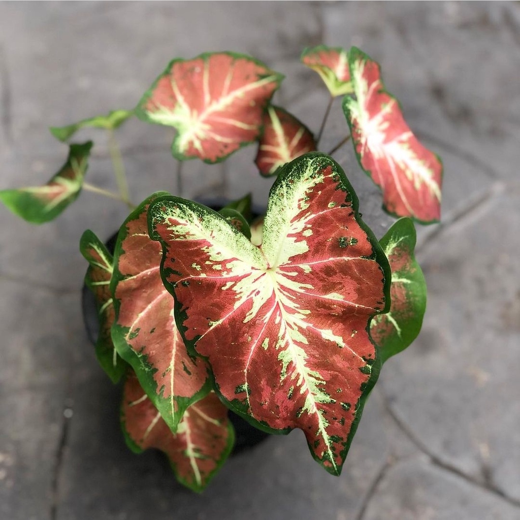 Keladi Just Saucy Keladi Hias Caladium Tanaman Hias Keladi Tanaman Keladi Hidup Tanaman Hias Murah A