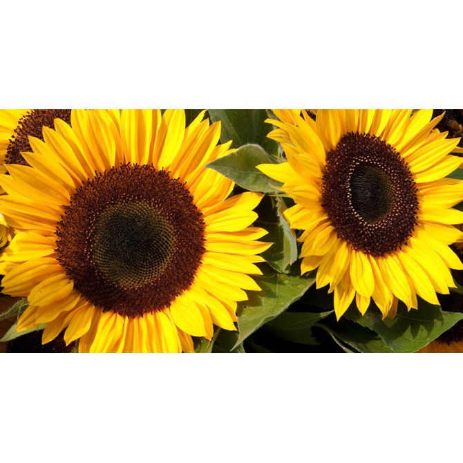 Benih / Bibit / Biji Bunga Sunflower Giant Single - IMPORT