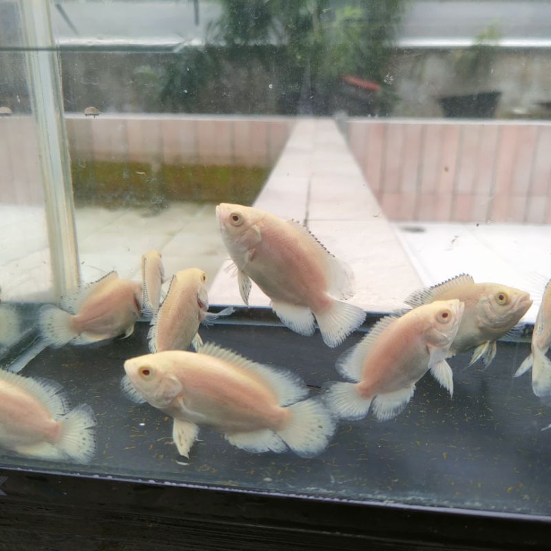 ikan hias oscar paris albino