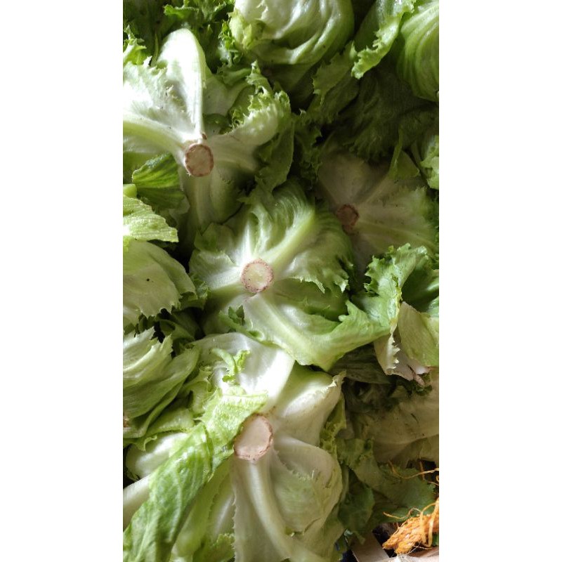 

SELADA LETUCE / LETES / LETUS / LETTUCE sayur segar kg