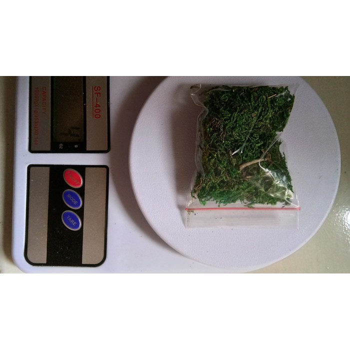 DISKON GREEN MOSS / LUMUT KERING / RUMPUT PALSU MEDIA / SINTETIS / DEKORASI 