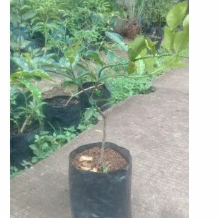 tanaman daun jeruk purut//daun jeruk bumbu masakan