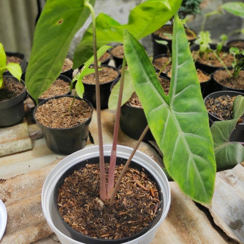 alocasia pink dragon