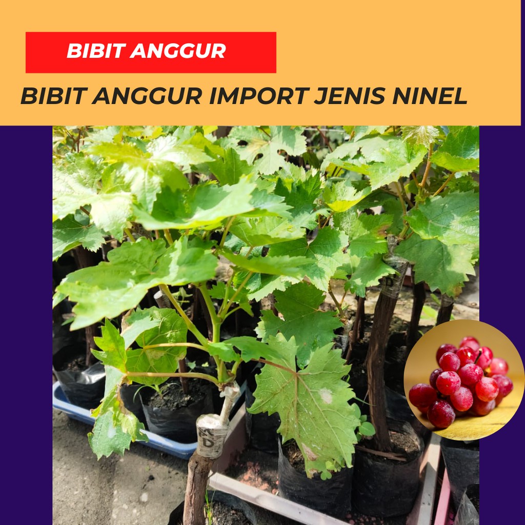 Bibit Anggur Jupiter, Everest, Ninel Terbaik, Pohon Anggur Segar