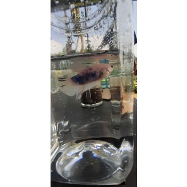 CUPANG Blue White REAL PICT,VIDEO