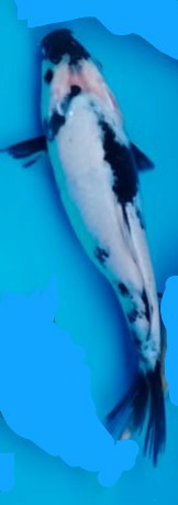 Pureit Water Prfr Ad Pleated Fit Asmbly (saringan Serat Mikro Excella)